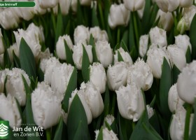 Tulipa Smirnoff ® (3)